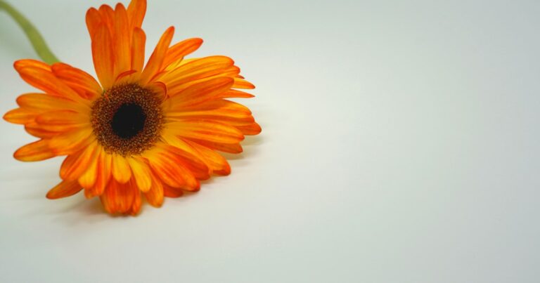 A single bright orange gerbera lying on a pale grey surface