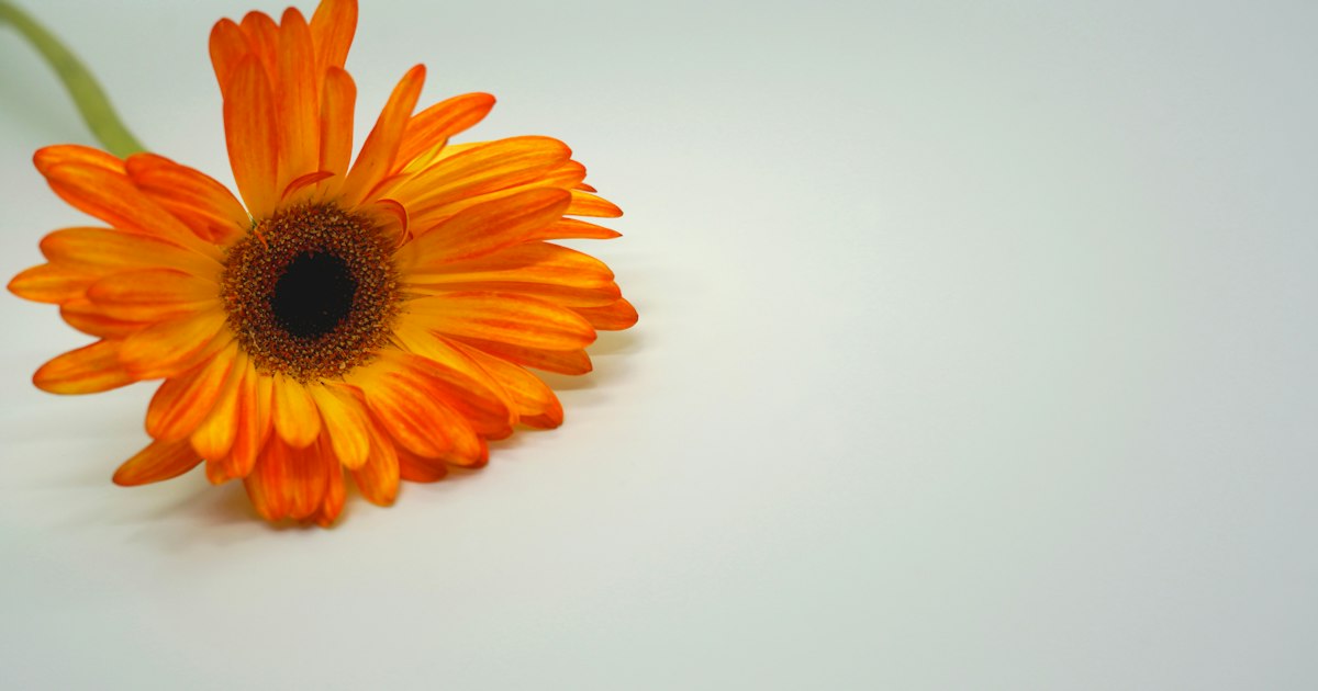 A single bright orange gerbera lying on a pale grey surface