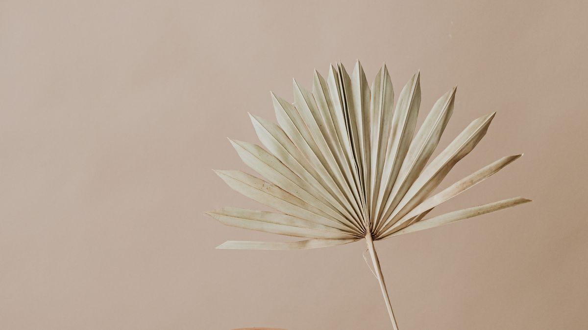 A dried palm fan standing against a plain warm beige background