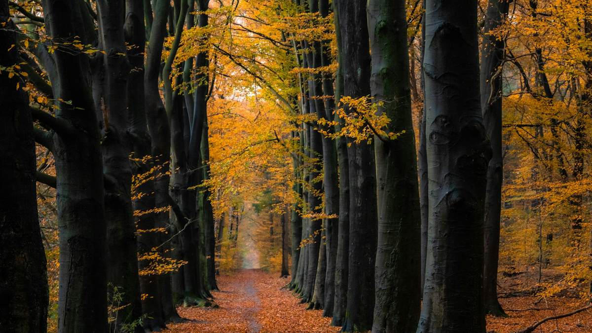 An avenue of beech trees in autumn, with a leaf-covered path running between them into gold light