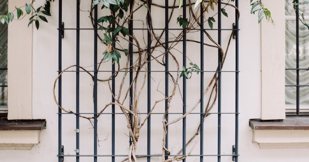 Climbing ivy growing over an iron grill on a pale wall in daylight