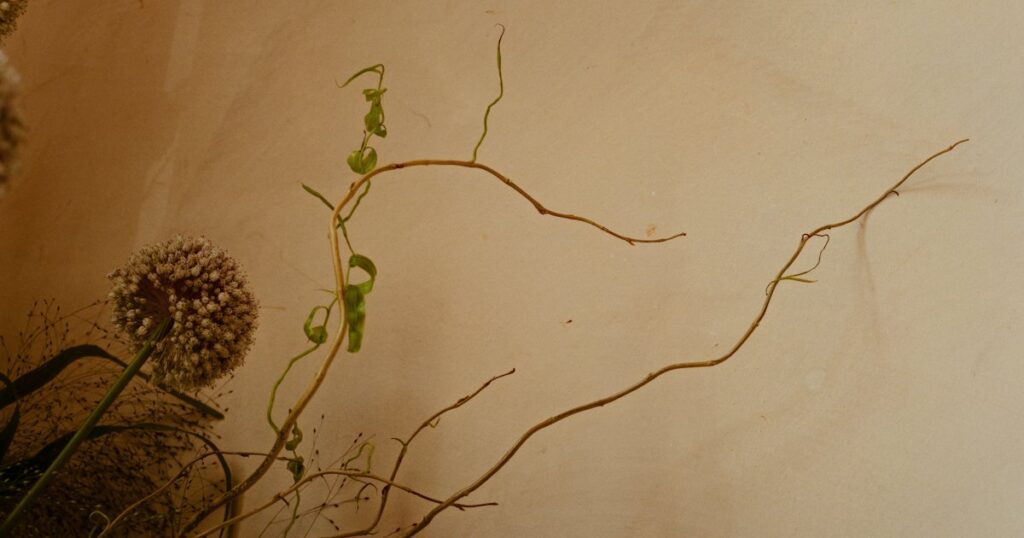A dried allium head and bare twisting stems against a warm cream background
