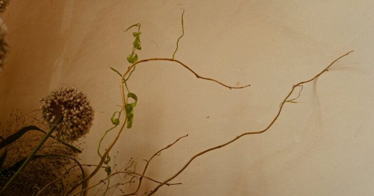 A dried allium head and bare twisting stems against a warm cream background