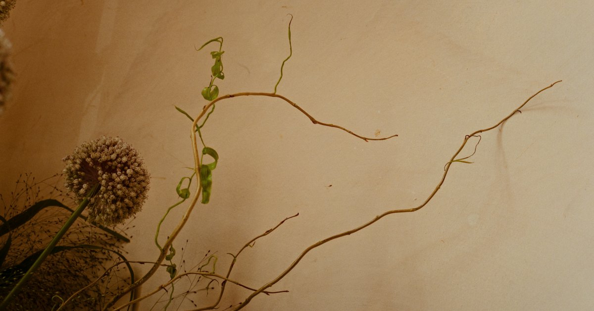 A dried allium head and bare twisting stems against a warm cream background
