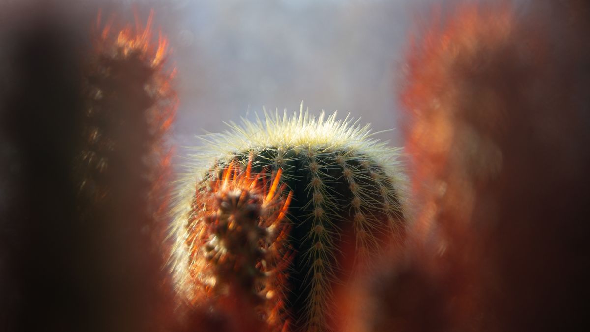 A cactus lit from behind so that its spines glow, with other cacti blurred around it