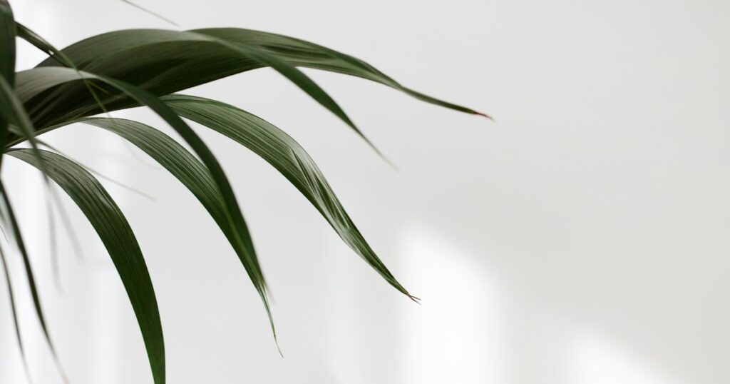 A palm leaf leaning across a plain, brightly lit white wall