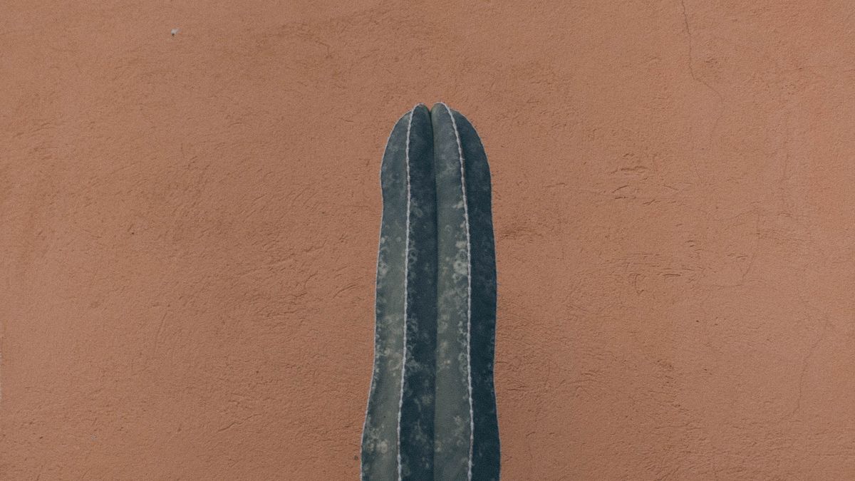 A single tall cactus standing against a plain terracotta wall