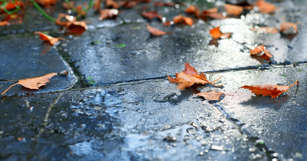 Fallen orange leaves on a wet grey pavement in soft daylight