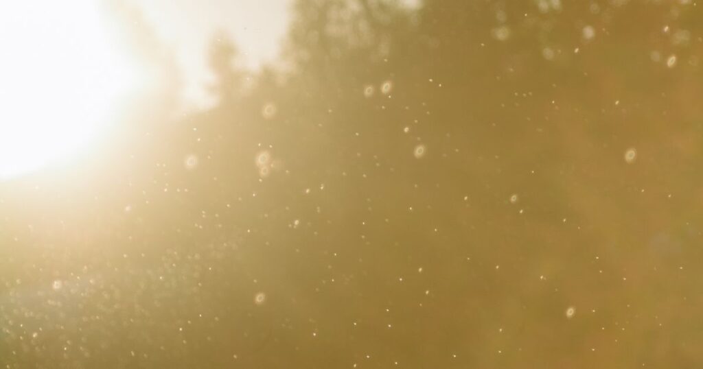 Low golden sunlight filling the air with floating specks of dust