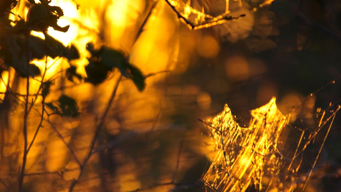 Spider silk lit gold by a low sun against a dark background