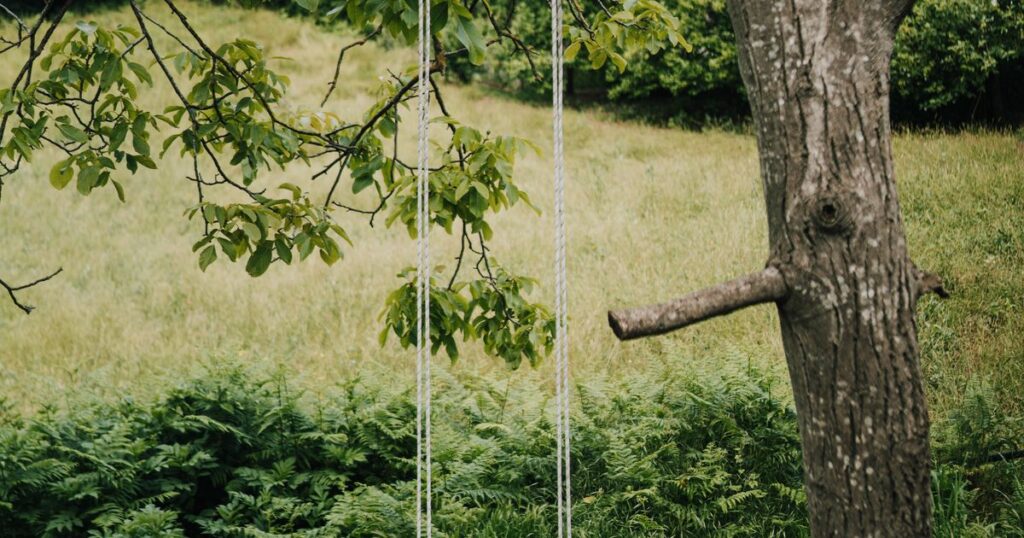 A rope swing hanging from a tree branch beside a sunlit grass field