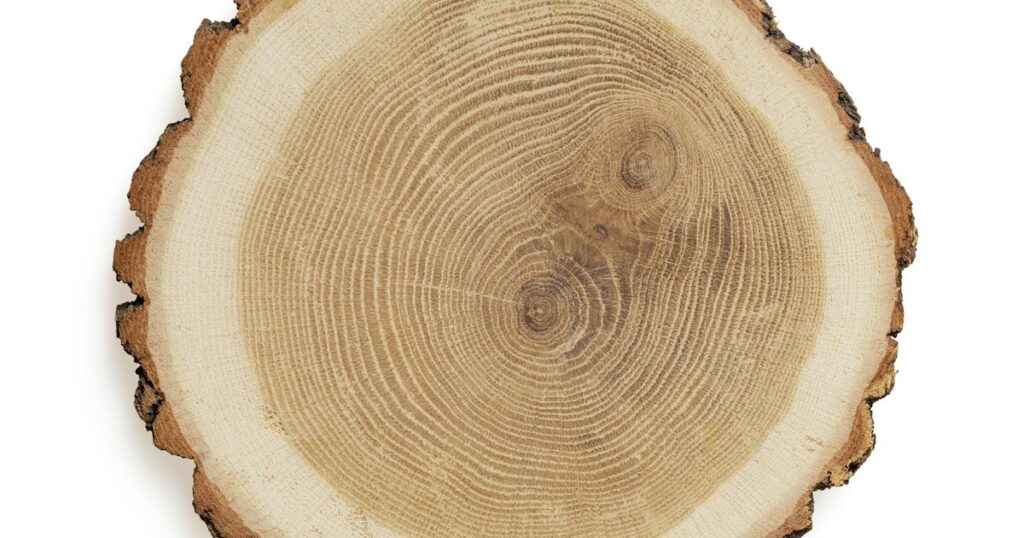 A slice cut across a tree trunk, its growth rings spreading out from the centre to the bark
