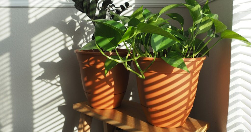 Two terracotta plant pots side by side on a wooden stool in striped afternoon sunlight