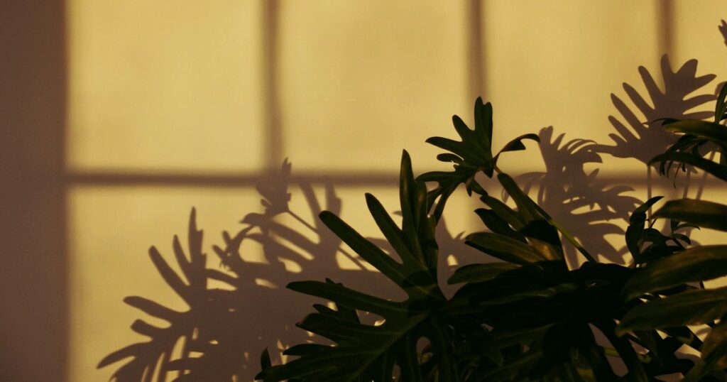 Warm evening light on a plain wall behind a houseplant, with the leaves casting soft shadows