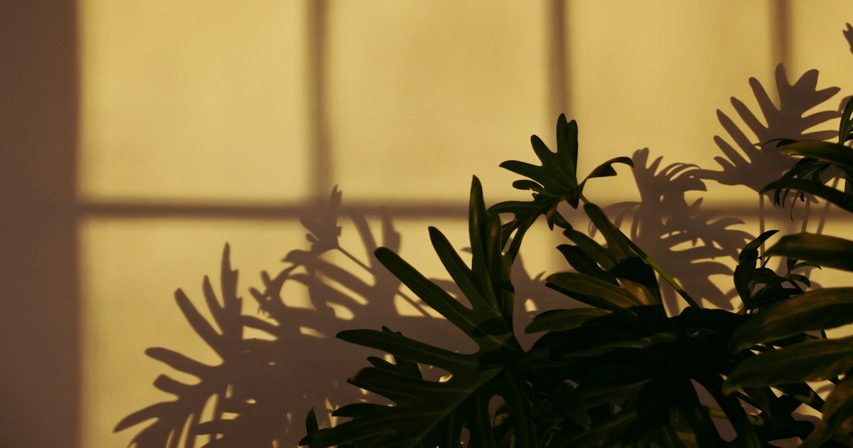 Warm evening light on a plain wall behind a houseplant, with the leaves casting soft shadows