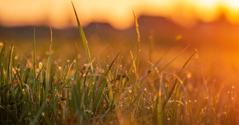 Dew on blades of grass lit by a low golden sun