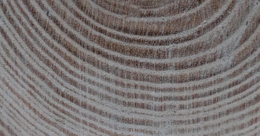 Close-up of the concentric growth rings on a cut log
