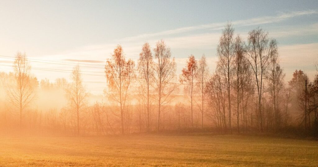 Autumn trees in golden morning mist over an open field